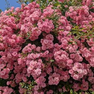 Vibrant Pink Floral Display
